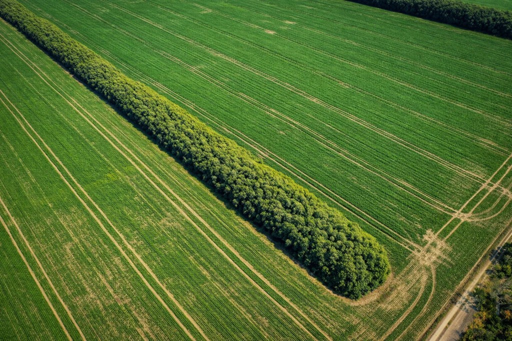 Agroforestry landscape with restored tree cover